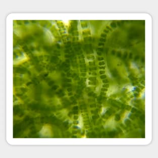 Green Microscopic Seaweed Sticker